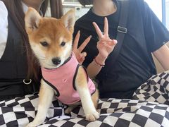 -怪兽屋·羊驼·猫咖·狗咖(俊华广场店)