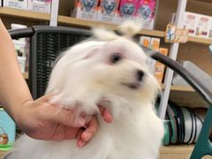 -宠颐生宠物医院外科·内科·皮肤科·影像科(石龙店)