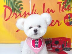 -读宠于你·约克夏比熊·睫角守宫·爬宠售卖(高新店)