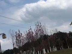 -铁山坪森林公园