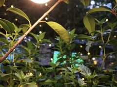 -Shanghai Brew House上海啤酒工坊(老外街店)