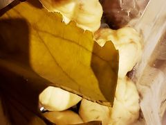 -草包包子铺1937(普利街店)