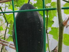 -洪湖家庭农场·团建·露营·会议