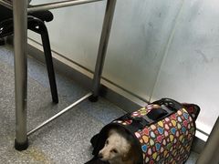 -美联众合动物医院·24h京西诊疗中心