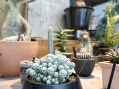 -自由生长植物工作室(深港花卉中心店)
