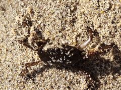 -西涌国际滨海旅游区