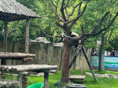-上海野生动物园