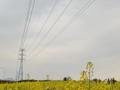 -长洲岛