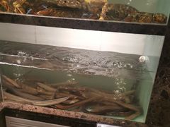 水产区-甄御•海鲜新青岛菜(麦岛店)