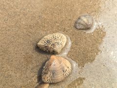 -日照海滨国家森林公园