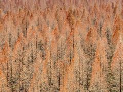 -黄海国家森林公园