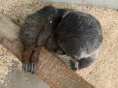 -海合安武汉极地海洋公园