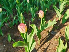 -长春公园(普阳街道)