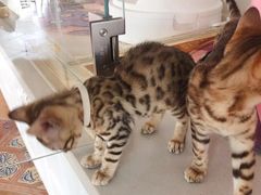 -糯米喵星人总部直营旗舰店·猫舍·幼猫出售