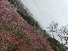 -无锡梅园公园