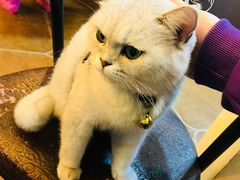 -李小姐の猫咖啡馆(五角场店)