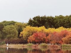 -大兴滨河森林公园