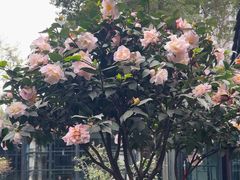 -大妙火锅·非物质文化遗产(东湖公园店)