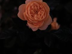 -拾壹cafe·工作室
