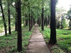 -上海长兴岛郊野公园