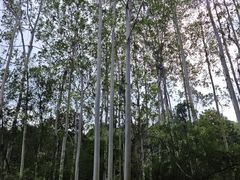 -黄埔油麻山森林公园