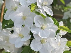 -海棠花溪(元大都城垣遗址公园)