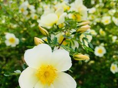 景点-北京西山国家森林公园