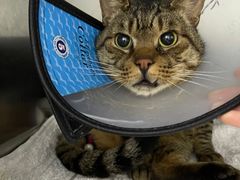 -爱侣宠医·鹦鹉专科·小型哺乳类·异宠专科(灵石路店)