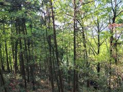 -南京市无想山景区