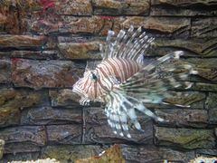 -北戴河圣蓝海洋公园