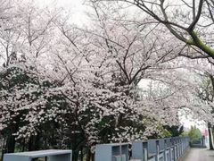 -嘉定紫藤园