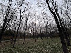 -将府公园