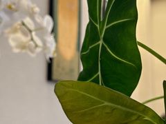 -COTTON CAFE(德信·中外公寓店)