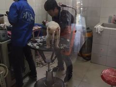 -酷狗靓猫宠物·洗护·美容·寄养(航北路店)