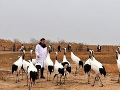 -盐城丹顶鹤湿地生态旅游区