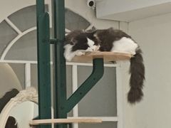 -共舞时光猫咖·狗咖(新街口店)