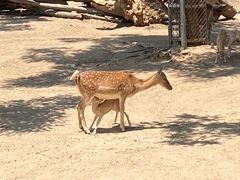 -石家庄市动物园