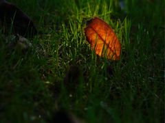 -白鹭湾湿地公园