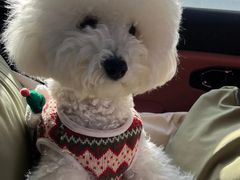 -翊宠yipet猫狗购宠庄园犬舍•猫舍