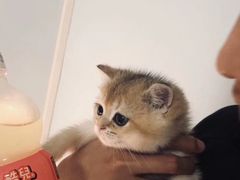 -东方名猫馆·英短金渐层布偶猫舍(环线广场1号楼店)