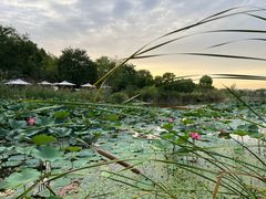 -Supine Bistro溯泮餐厅