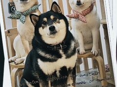 -柴迷FANS CLUB·柴犬狗咖·猫咖