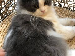 -飞行喵MR PILOT|猫舍·猫咖(静安大融城店)