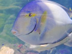 -江和美海洋公园