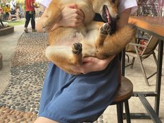 -柴犬高等学院·狗咖·柴犬售卖·宠物训练