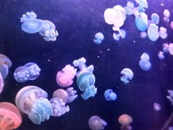 -Zoolung Zoolung动物主题公园(海信广场店)