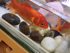 -金穗园·砂锅粥.醉鸡煲火锅(长寿路店)