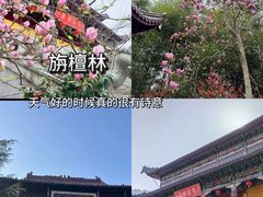 -枣子树·素食餐厅(普陀山店)