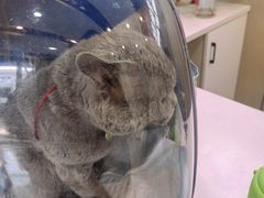 -贝康宠物医院·犬猫全科·小动物特色诊疗中心(东环路店)
