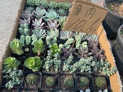 -三圣花乡旅游区